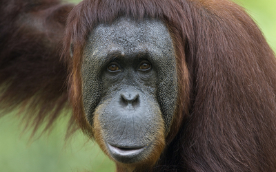 Orangutan wallpaper