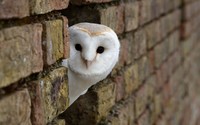 Owl wallpaper 1920x1200 jpg