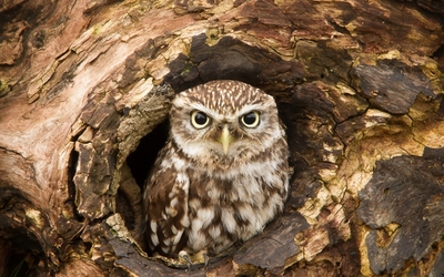 Owl in a tree hollow wallpaper