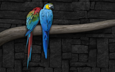 Parrots wallpaper