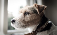 Parson Russell Terrier wallpaper 2880x1800 jpg