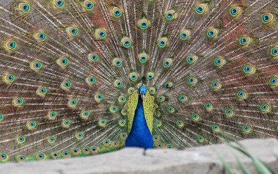Peacock [3] wallpaper