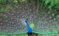 Peacock [2] wallpaper 1920x1200 jpg