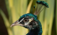 Peacock close-up wallpaper 2560x1600 jpg