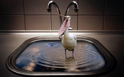 Pelican in a sink wallpaper