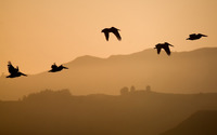 Pelicans at sunset wallpaper 1920x1200 jpg