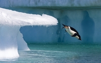 Penguin jumping into the ocean wallpaper 1920x1080 jpg