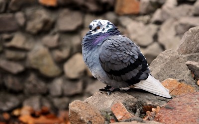 Pigeon wallpaper