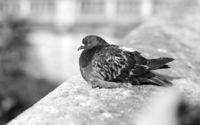 Pigeon [8] wallpaper 2560x1600 jpg