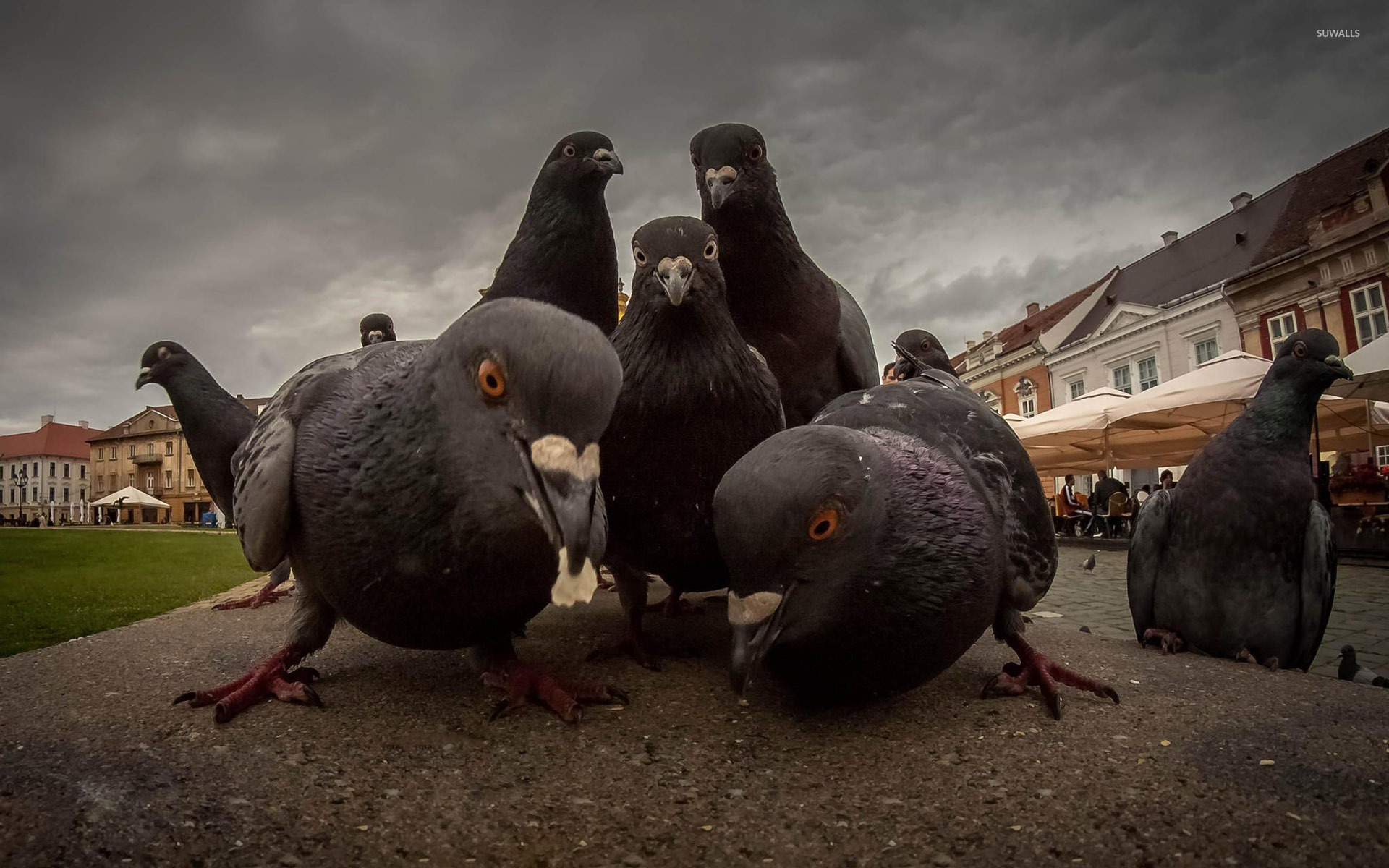 Wallpaper pigeon sit feathers bird  Bird photography Bird Bird pictures