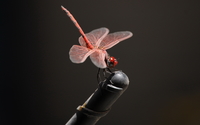Pink dragonfly close-up wallpaper 1920x1080 jpg