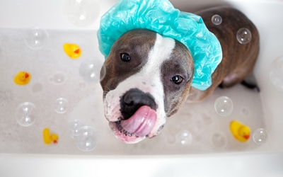 Pit bull taking a bubble bath wallpaper