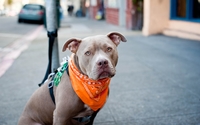 Pitbull with an orange scarf wallpaper 2560x1600 jpg