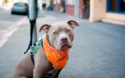 Pitbull with an orange scarf Wallpaper