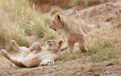 Playing lion cubs wallpaper