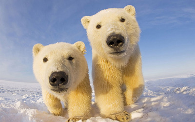 Polar bear cubs wallpaper