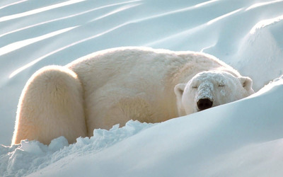 Polar bear in the snow Wallpaper