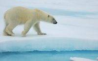 Polar bear walking on ice wallpaper 1920x1080 jpg
