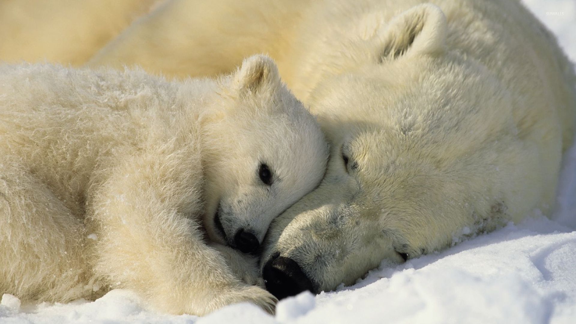 animals swimming polar bears polar ua