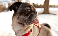 Pug with its tongue out wallpaper 2560x1600 jpg