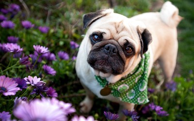 Pug with scarf wallpaper