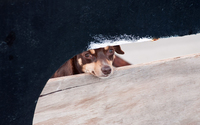 Puppy behind the wooden panel wallpaper 1920x1200 jpg