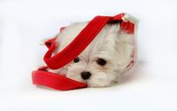 Puppy in a bag wallpaper 1920x1200 jpg