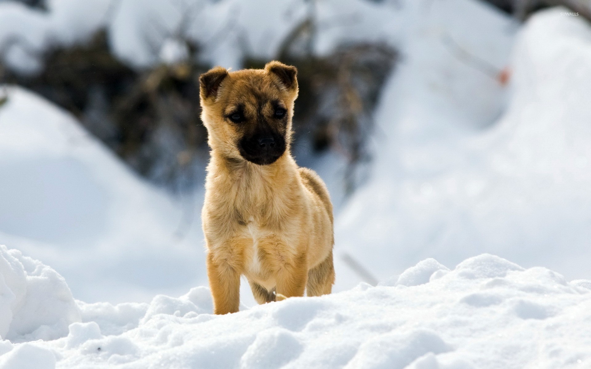 Puppy in the snow wallpaper - Animal wallpapers - #26117