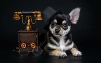 Puppy with a vintage telephone wallpaper 2560x1600 jpg
