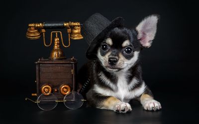 Puppy with a vintage telephone wallpaper