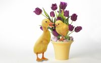 Purple tulips and cute ducklings wallpaper 1920x1200 jpg