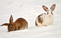Rabbits [3] wallpaper 2560x1600 jpg