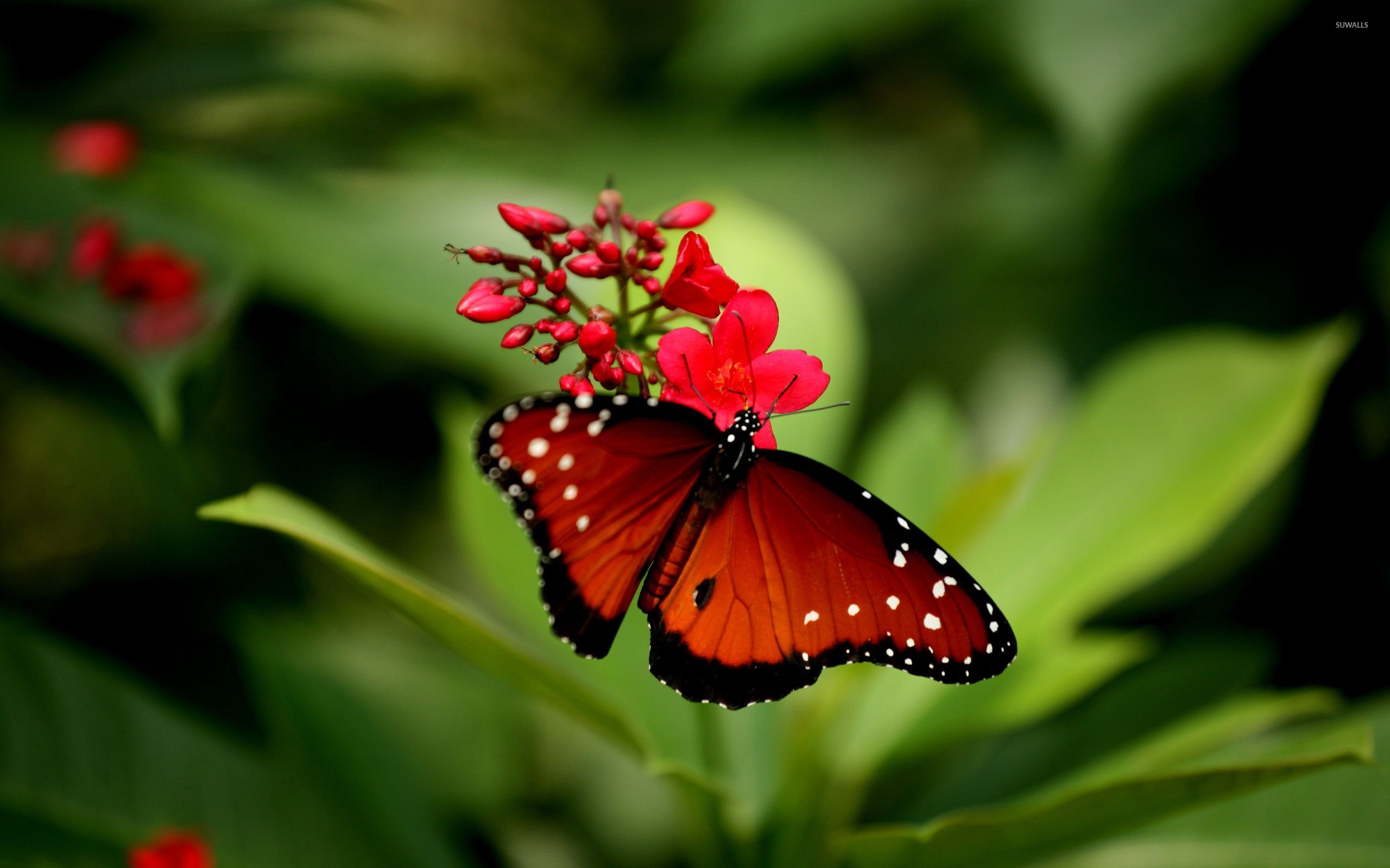 Red butterfly Wallpapers Download  MobCup