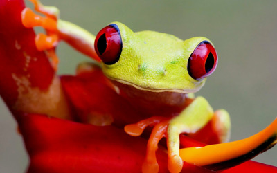 Red-eyed tree frog [2] wallpaper