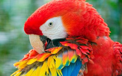 Red Macaw close-up wallpaper