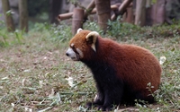 Red panda [10] wallpaper 1920x1200 jpg