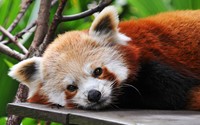 Red panda wallpaper 2560x1600 jpg
