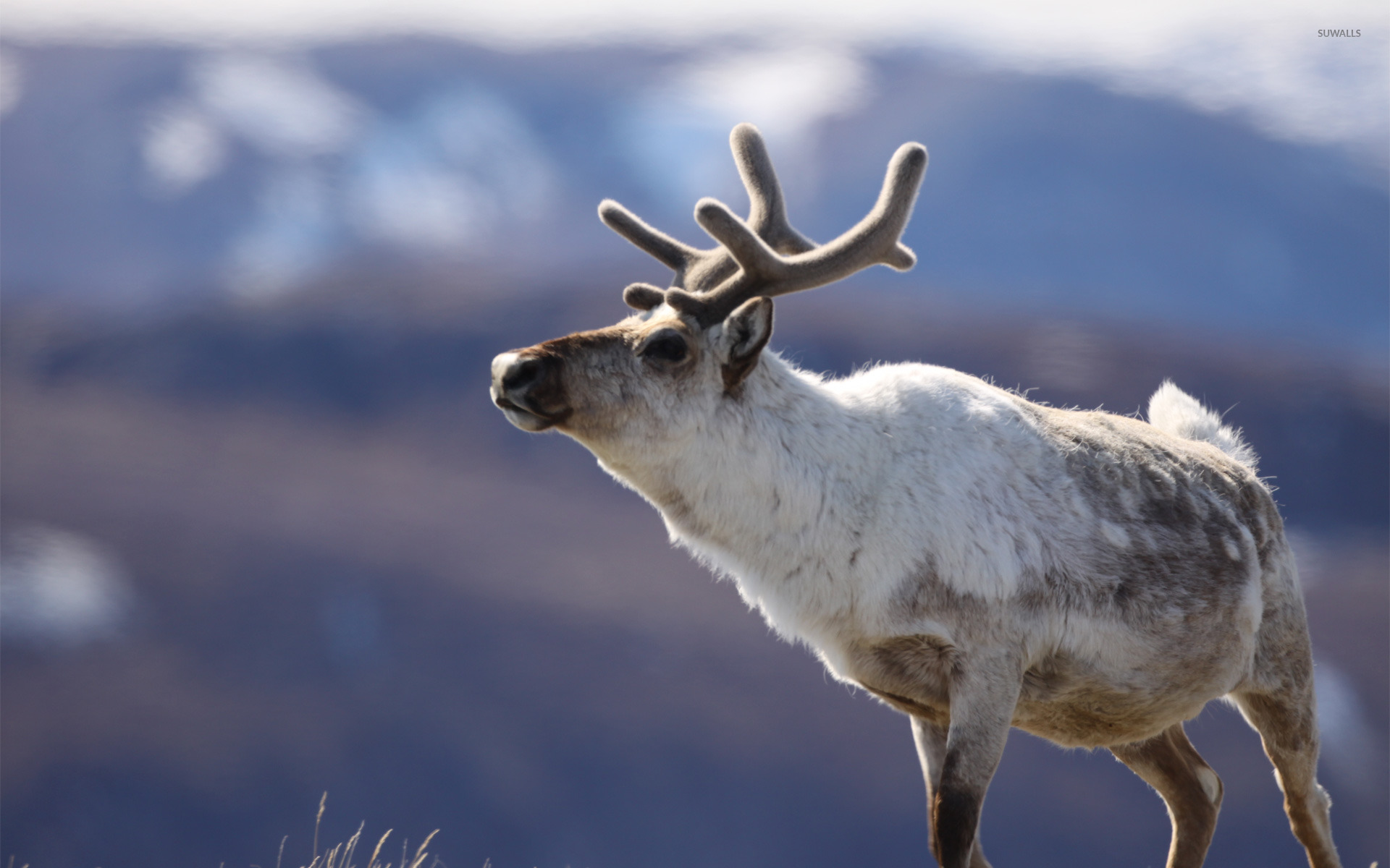 Reindeer wallpaper - Animal wallpapers - #25525