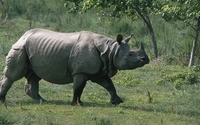 Rhinoceros wallpaper 1920x1080 jpg