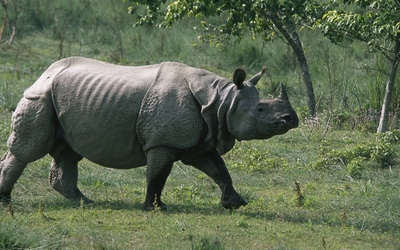 Rhinoceros wallpaper