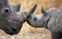 Rhinoceros with calf wallpaper 1920x1200 jpg
