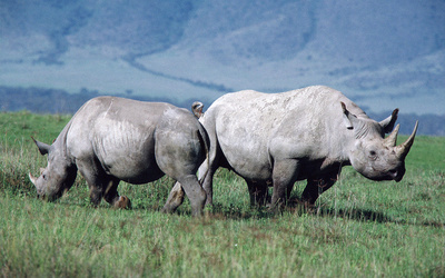 Rhinoceroses [2] wallpaper