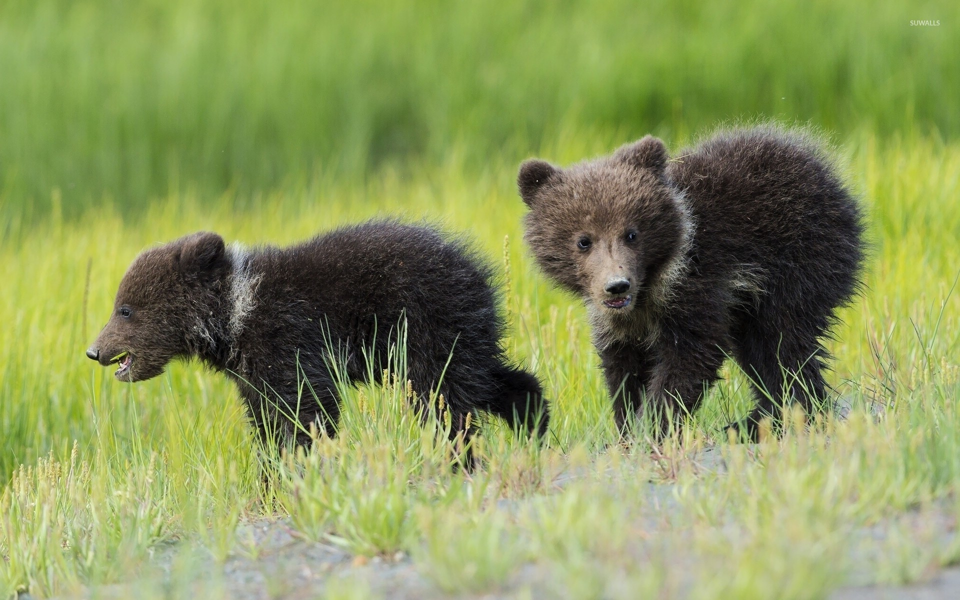 Running bear cubs wallpaper - Animal wallpapers - #26121