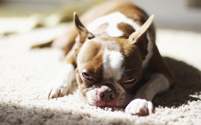 Sad dog resting on a white carpet wallpaper