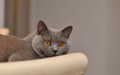 Scared gray cat wallpaper