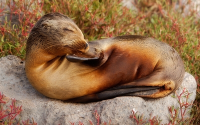 Sea lion sleeping on a rock wallpaper