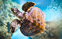 Sea Turtle [2] wallpaper 3840x2160 jpg