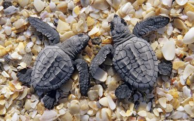 Sea turtles on shells and pebbles wallpaper