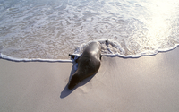 Seal on the sand wallpaper 1920x1200 jpg