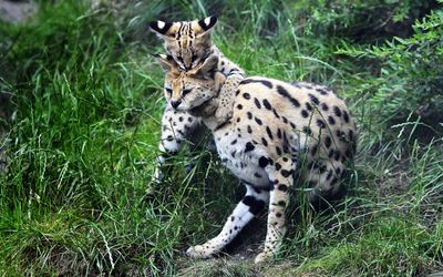 Serval playing with its cub wallpaper